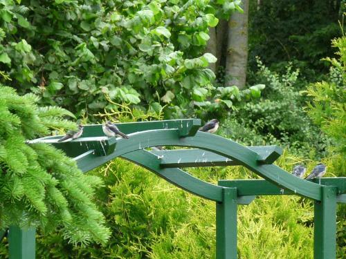 Apartamento 50091 X Fw Berdumerriege 16