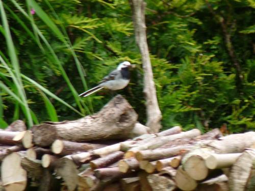 Apartamento 50091 X Fw Berdumerriege 16