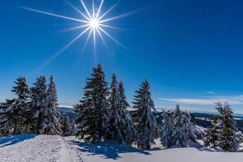 Black Forest Apartements By Hotel Gr�ner Baum Feldberg