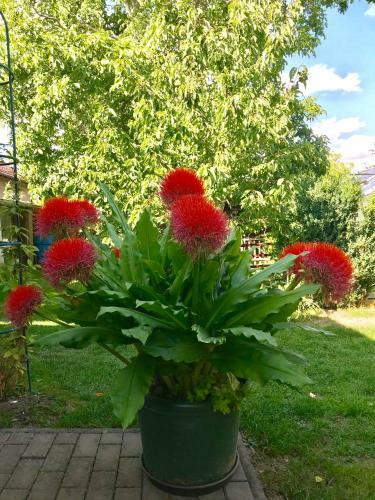 Hostal Pension Sonja M�ller
