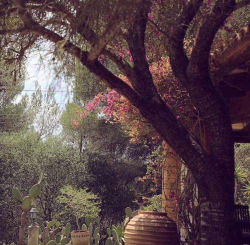 Finca Ses Eres