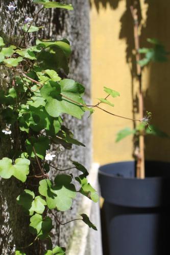 Grapes & Bites - Hostel And Wines