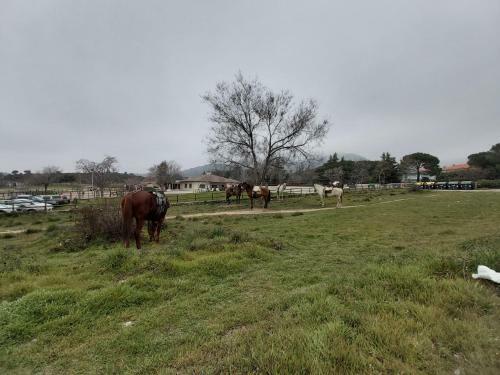 Acero Y Piedra Apartamentos Con Jard�n