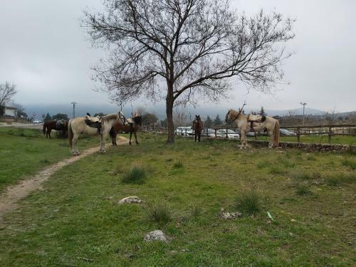 Acero Y Piedra Apartamentos Con Jard�n