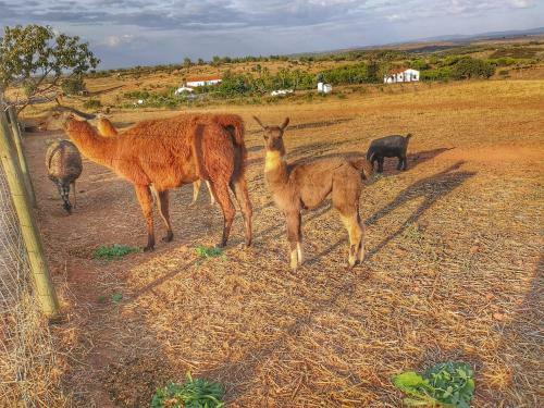 Bed & Breakfast Monte Santa Catarina