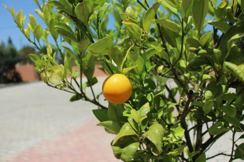 Bed & Breakfast Guesthouse Quinta Saleiro