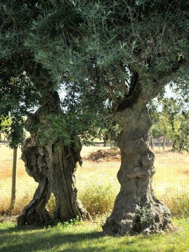 Agroturismo Monte Dos Pensamentos - Turismo Rural