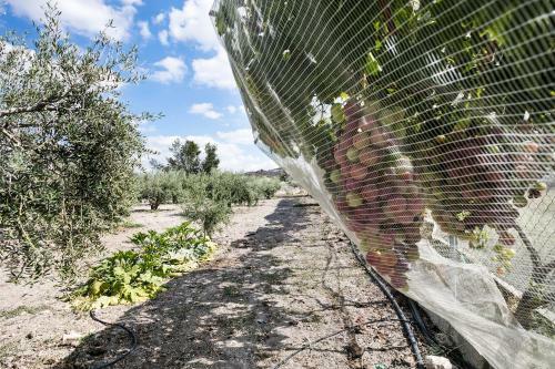 Desconexi�n Entre Olivos Centenarios