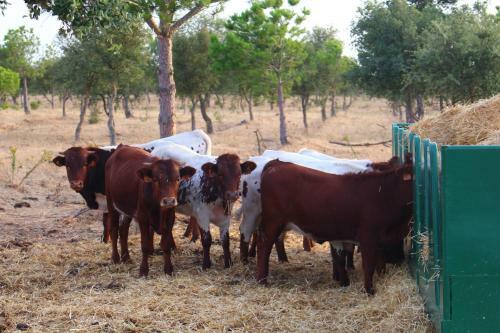 Agroturismo Sesmarias Turismo Rural &amp; Spa