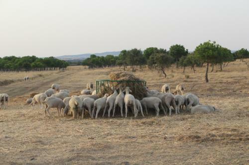 Agroturismo Sesmarias Turismo Rural &amp; Spa