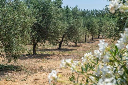 Finca Son Manyo Suite