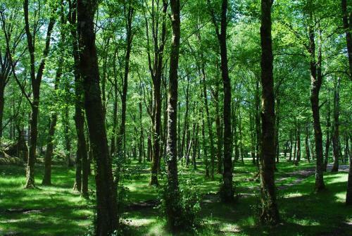 Apartamento Bungalows Da Peneda