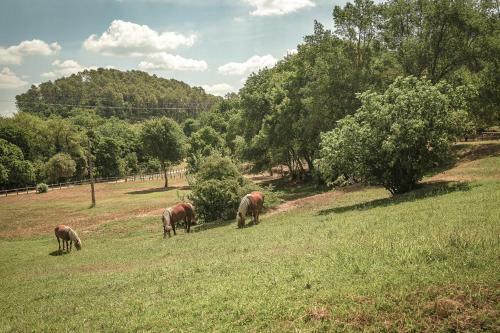 Villa Terrubi Beautiful Authentic Bastide Nestled In The Vineyards