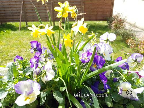 G�te La M�lodie
