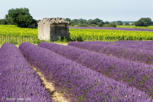 Maison Bourgeoise Au C?ur Du Village de Rochegude