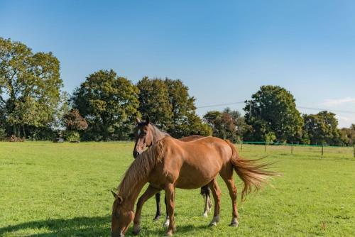 The Chestnuts