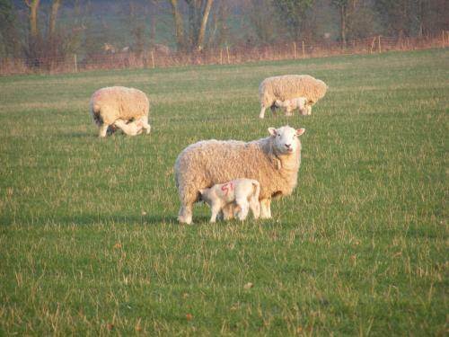 Agroturismo Marshwood Farm B&B And Shepherds Hut