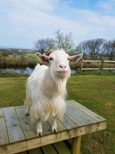 Hostal Noddfa Farm