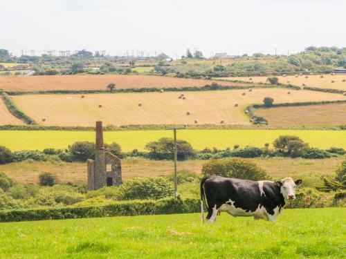 The Old Cows House