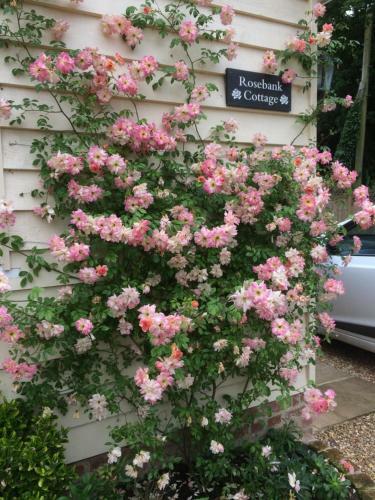 Rosebank Cottage B&B