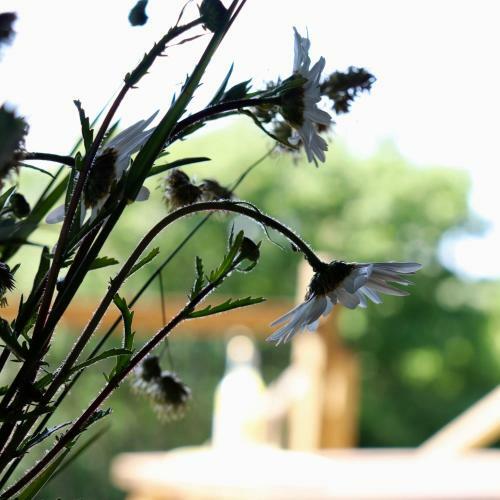Brackenhill Glamping