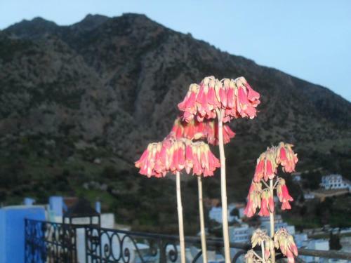 Bed & Breakfast Dar Lbakal