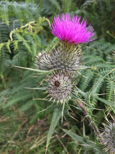 Bed & Breakfast Inverasdale
