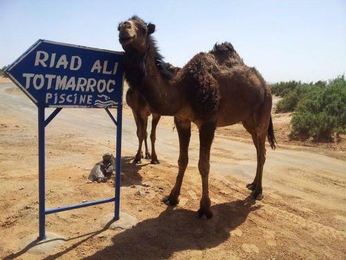 Riad Ali Totmarroc