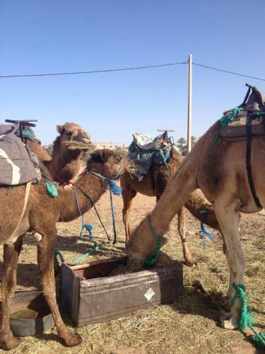Hostal Planet Sahara