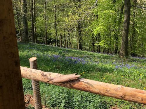 Lodge Cherry Tree Glamping
