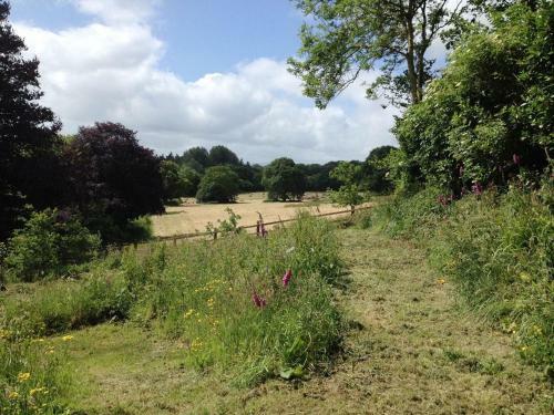 Hedgelea