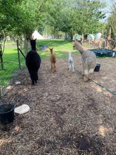 Agroturismo Willow Barn