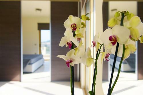 Stelia Luxury Apartments