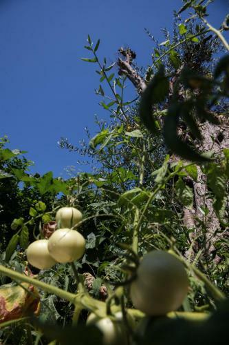Apartamento Aristea Studios