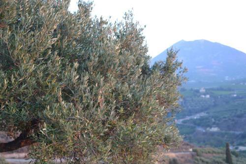 Apartamento Villa Phyllia