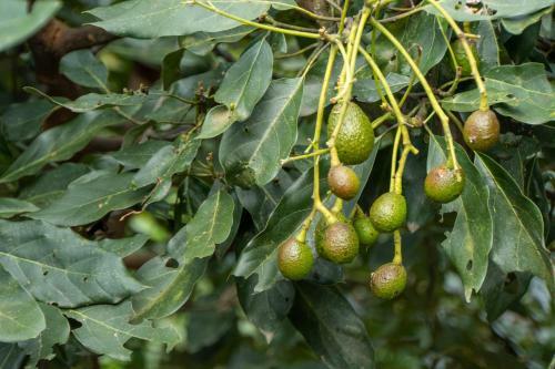 Rancho Fortaleza Atitl�n