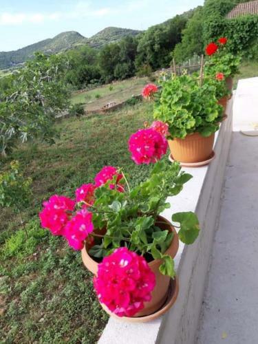 House Gardenia House