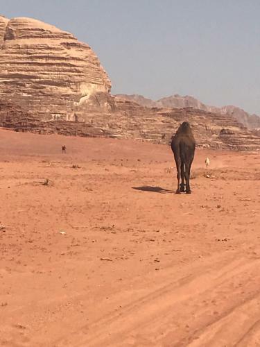 Bedouin House Camp