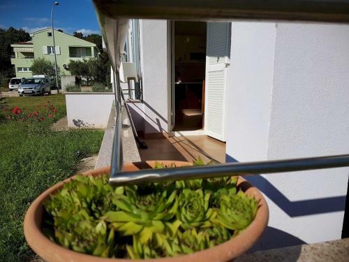 Apartment Vitalia 2+2