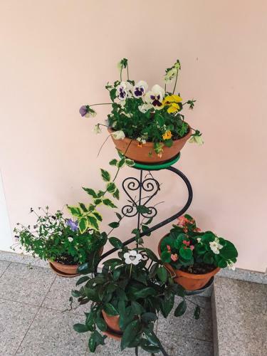 Hostal Apartments Marija