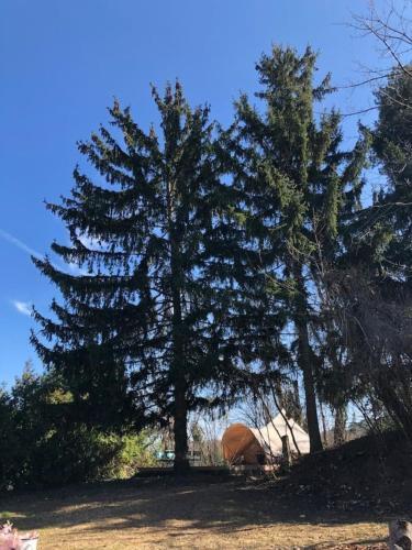 Wooden Cabin And Bell Tent In Budapest