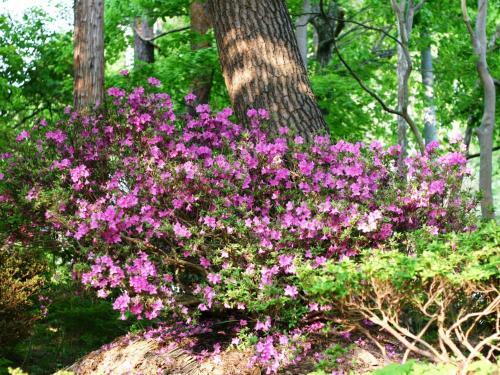 Fudouson-no-yu Kotobuki