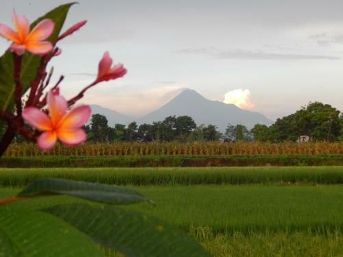 Family Villa Merapi View, Villa Poolside, All Inclusive & Car Driver