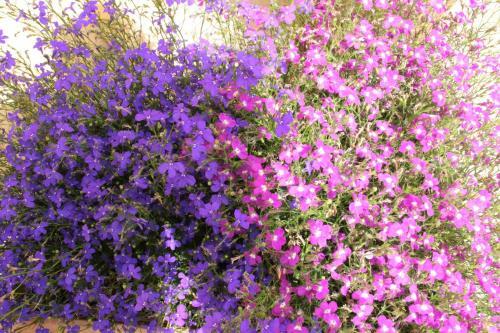 Bed & Breakfast Fiori E Limoni