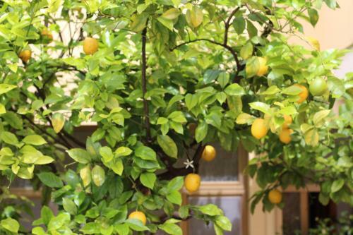 Bed & Breakfast Fiori E Limoni