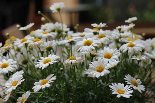 Bed & Breakfast Fiori E Limoni