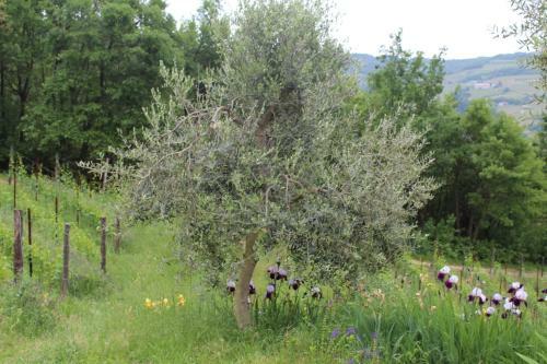 Agroturismo Agriturismo La Rovere