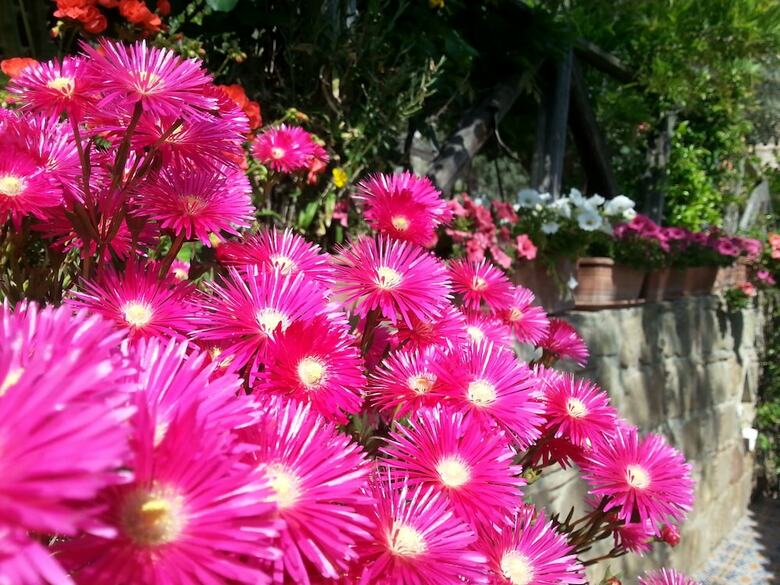 Agroturismo L'uliveto