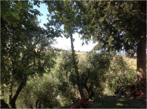 Agroturismo All'ombra Degli Ulivi B&B