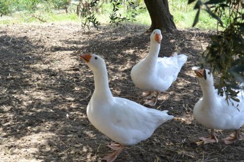 Agroturismo All'ombra Degli Ulivi B&B